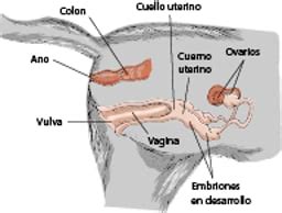 vaginas de perras|Gónadas y tracto genital de los perros